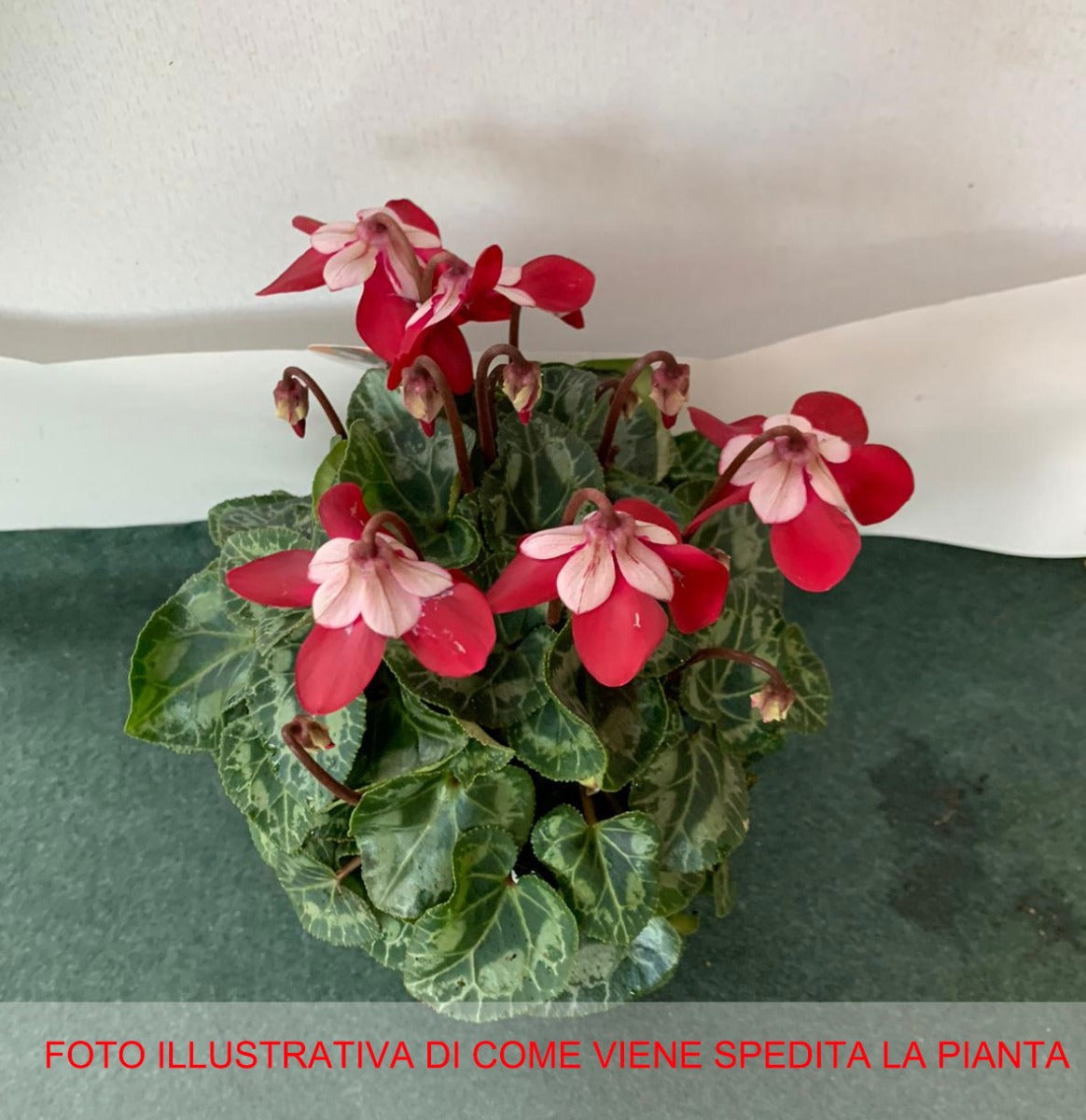 CICLAMINO DJIX IN VASO 10CM