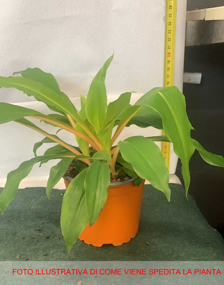 CHLOROPHYTUM GREEN ORANGE VASO 12CM