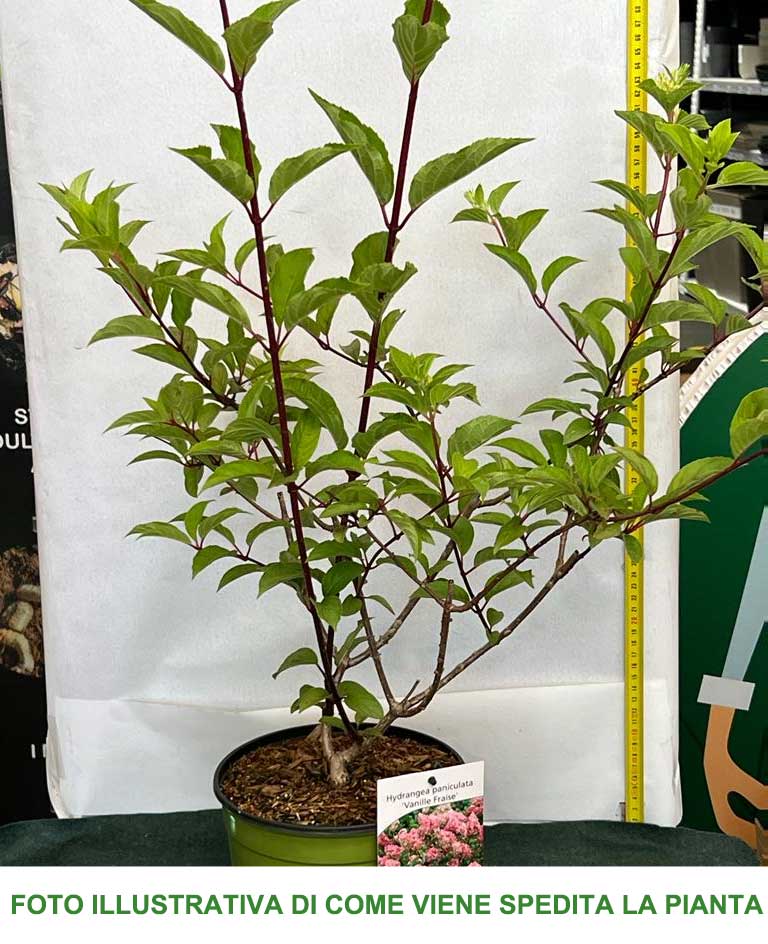 HYDRANGEA ORTENSIA PANICULATA VANILLA FRAISE VASO 18CM