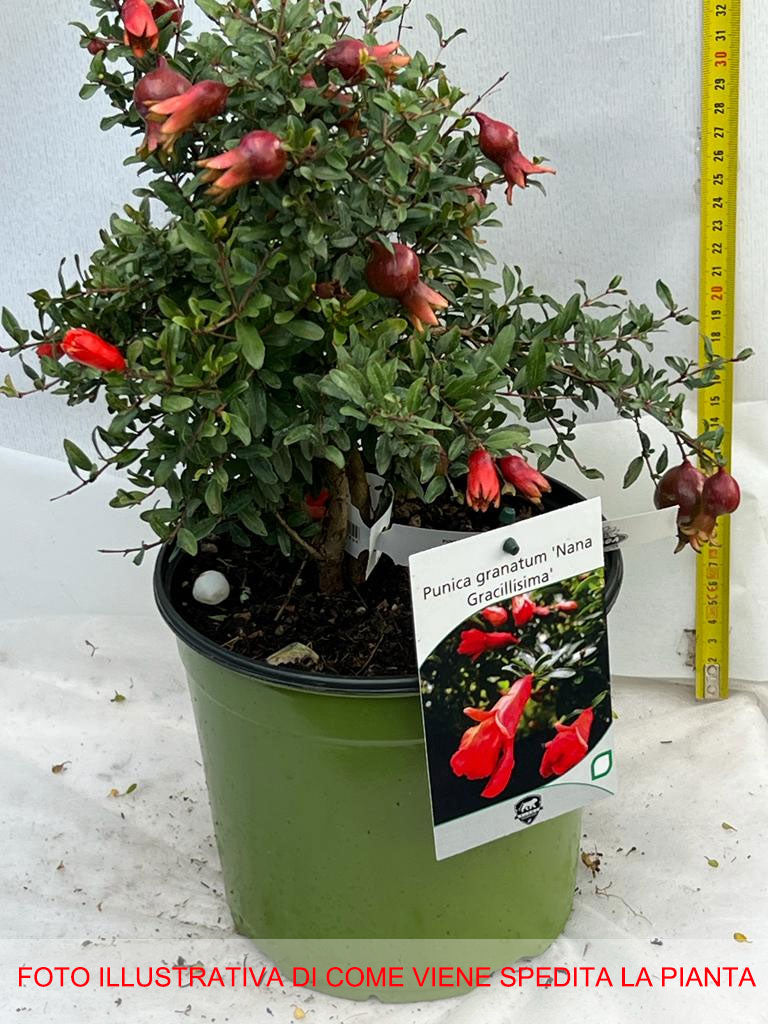 PUNICA GRANATUM NANUM GRACILISSIMA MELOGRANO NANO IN VASO 18CM