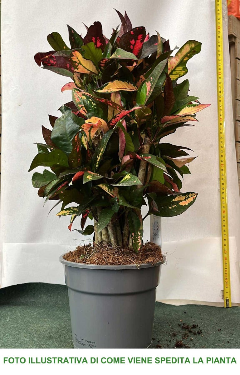 CODIAEUM VARIEGATUM VASO 17CM