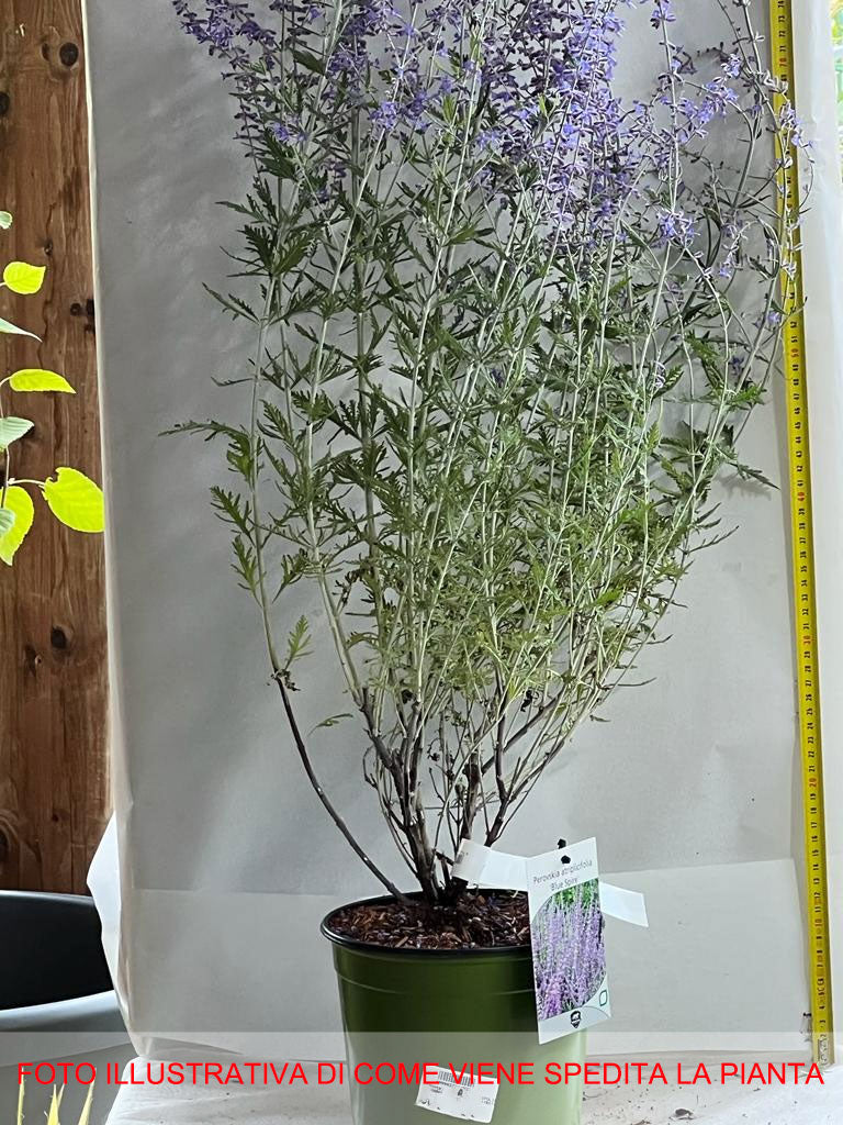 PEROVSKIA  BLUE SPIRE SALVIA RUSSA IN VASO 18CM