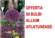 OFFERTA 50 BULBI ALLIUM AFLATUNENSE