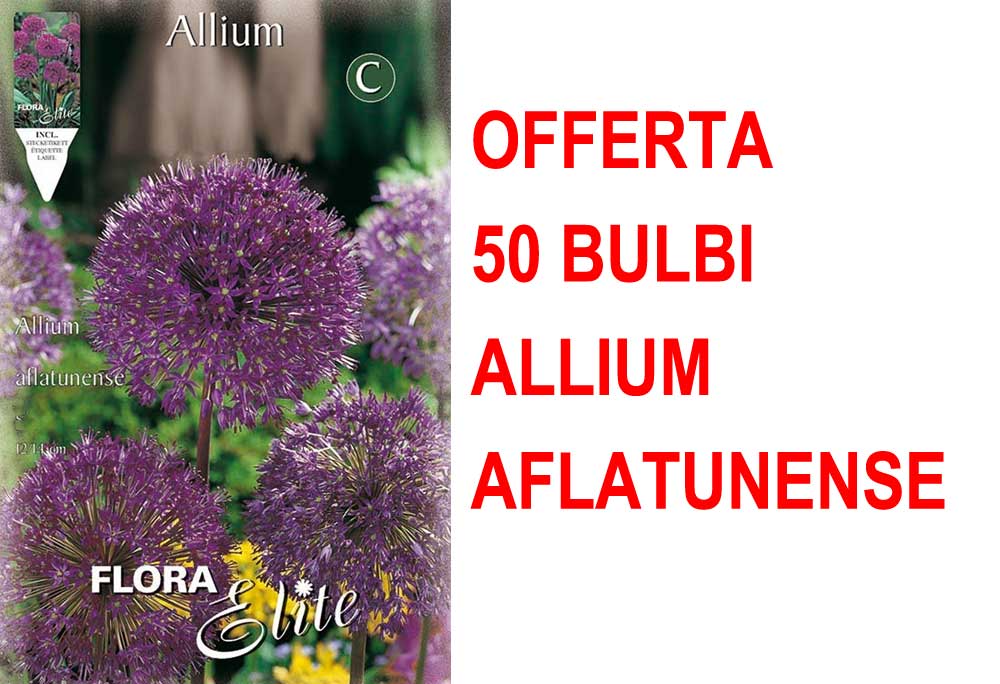 OFFERTA 50 BULBI ALLIUM AFLATUNENSE