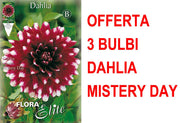 OFFERTA 3 BULBI BULBI DAHLIA DECORATIVE MISTERY DAY