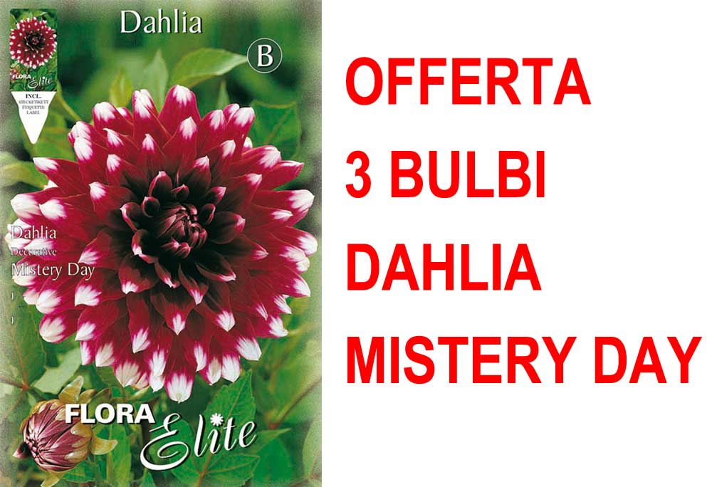 OFFERTA 3 BULBI BULBI DAHLIA DECORATIVE MISTERY DAY
