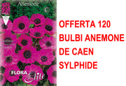OFFERTA 120 BULBI ANEMONE CORONARIA THE BRIDE SYLPHIDE