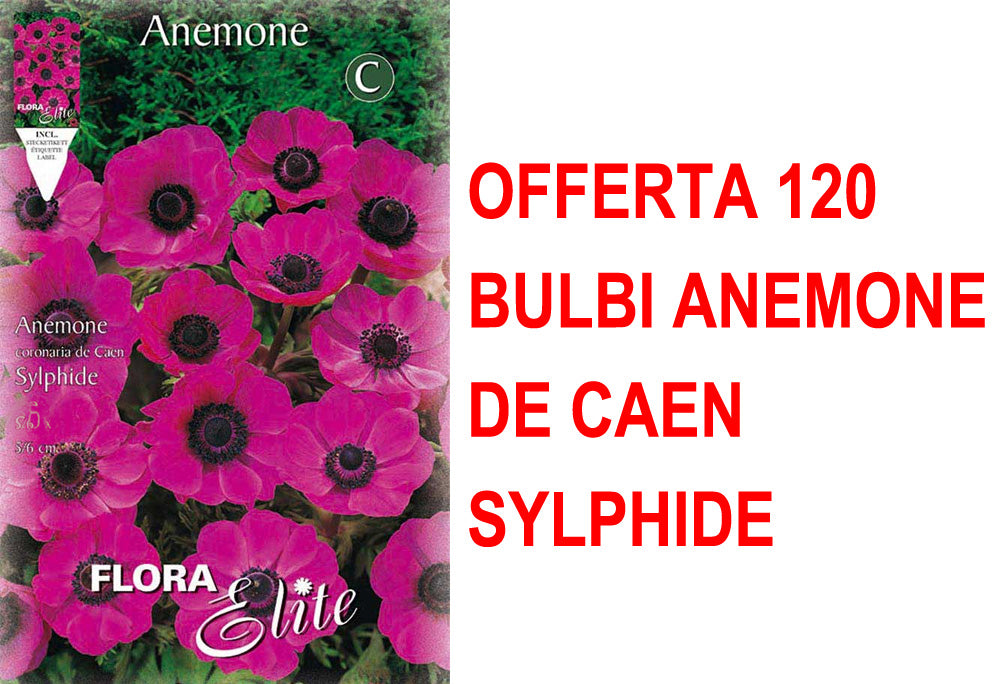 OFFERTA 120 BULBI ANEMONE CORONARIA THE BRIDE SYLPHIDE