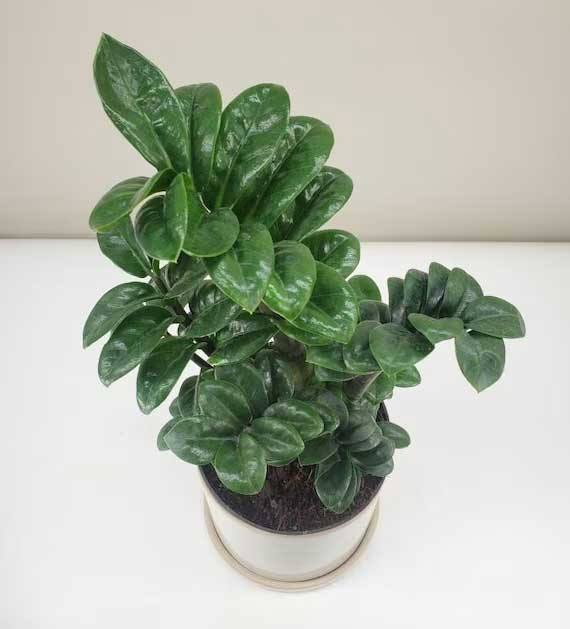 ZAMIOCULCAS ZENZI 21CM