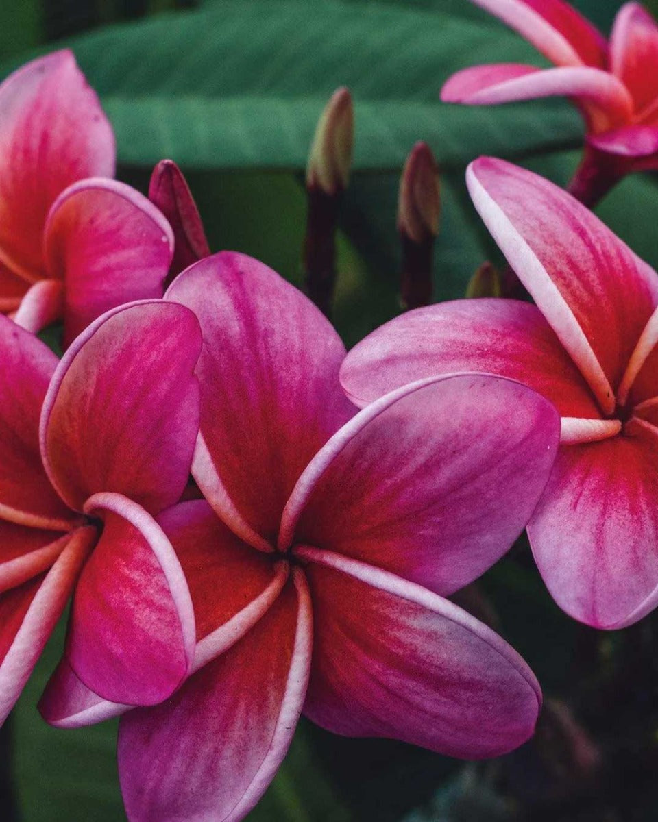 PLUMERIA POMELIA  BAYEUX IN VASO 18CM