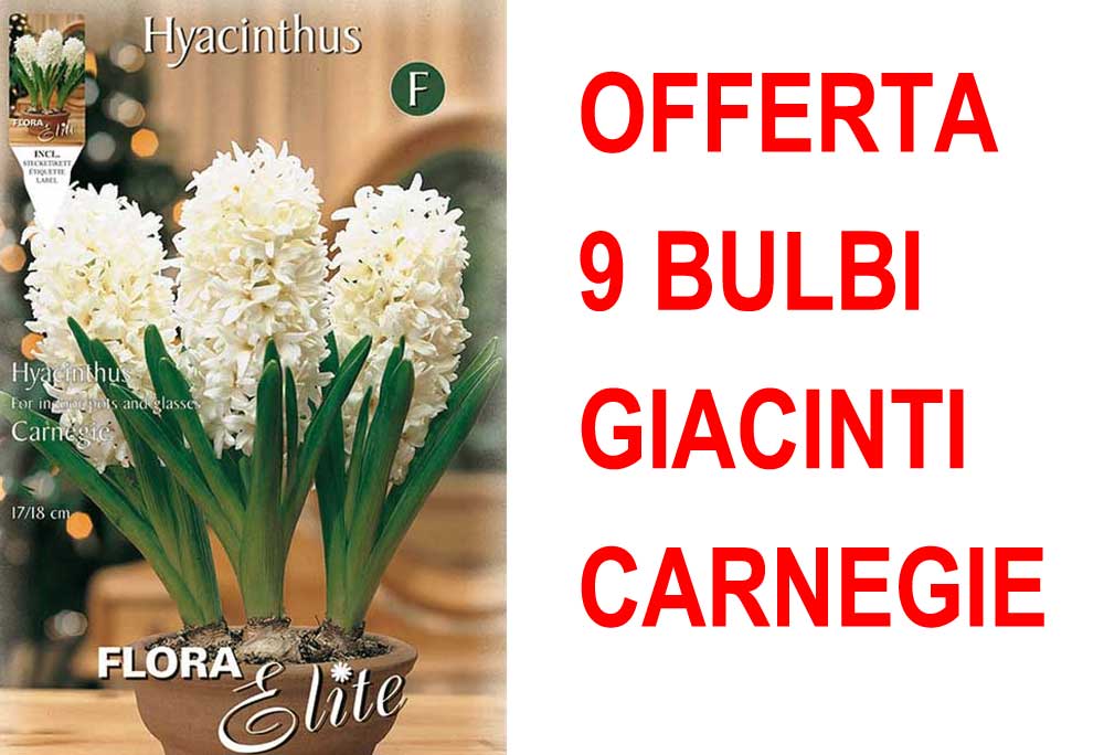 OFFERTA 9 BULBI GIACINTO CARNEGIE