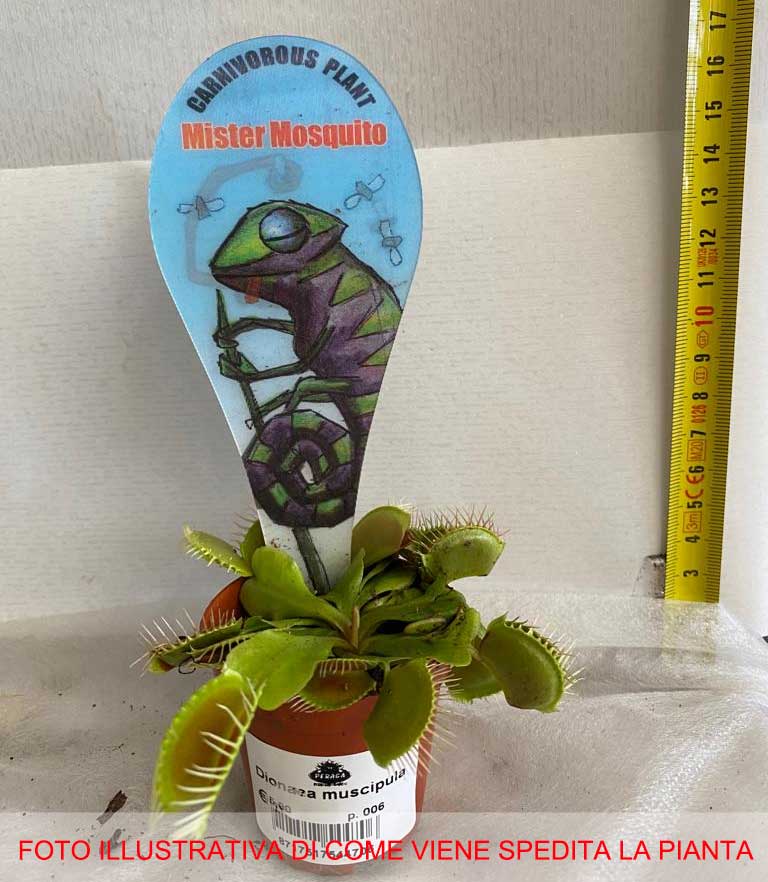 PIANTA CARNIVORA DIONEA MUSCIPULA VASO 6CM