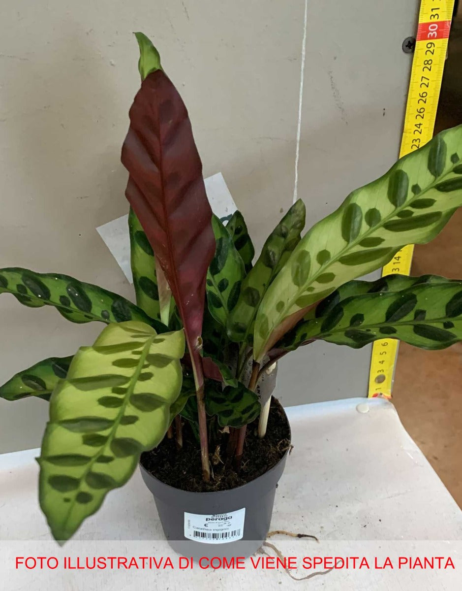 CALATHEA INSIGNIS IN VASO 11CM