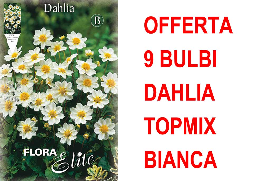 OFFERTA 9 BULBI DAHLIA TOPMIX BIANCA