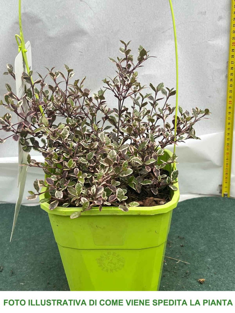 LOPHOMYRTUS RALPHII MAGIC DRAGON IN VASO 19CM