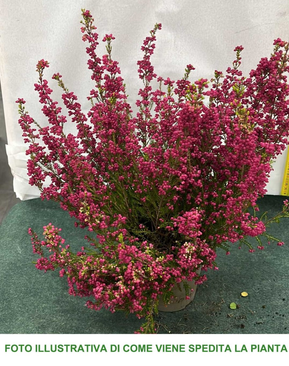 ERICA GRACILIS ROSA SCURO IN VASO 12CM