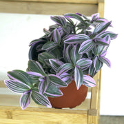 TRADESCANTIA SWEETNESS VASO 10.5CM