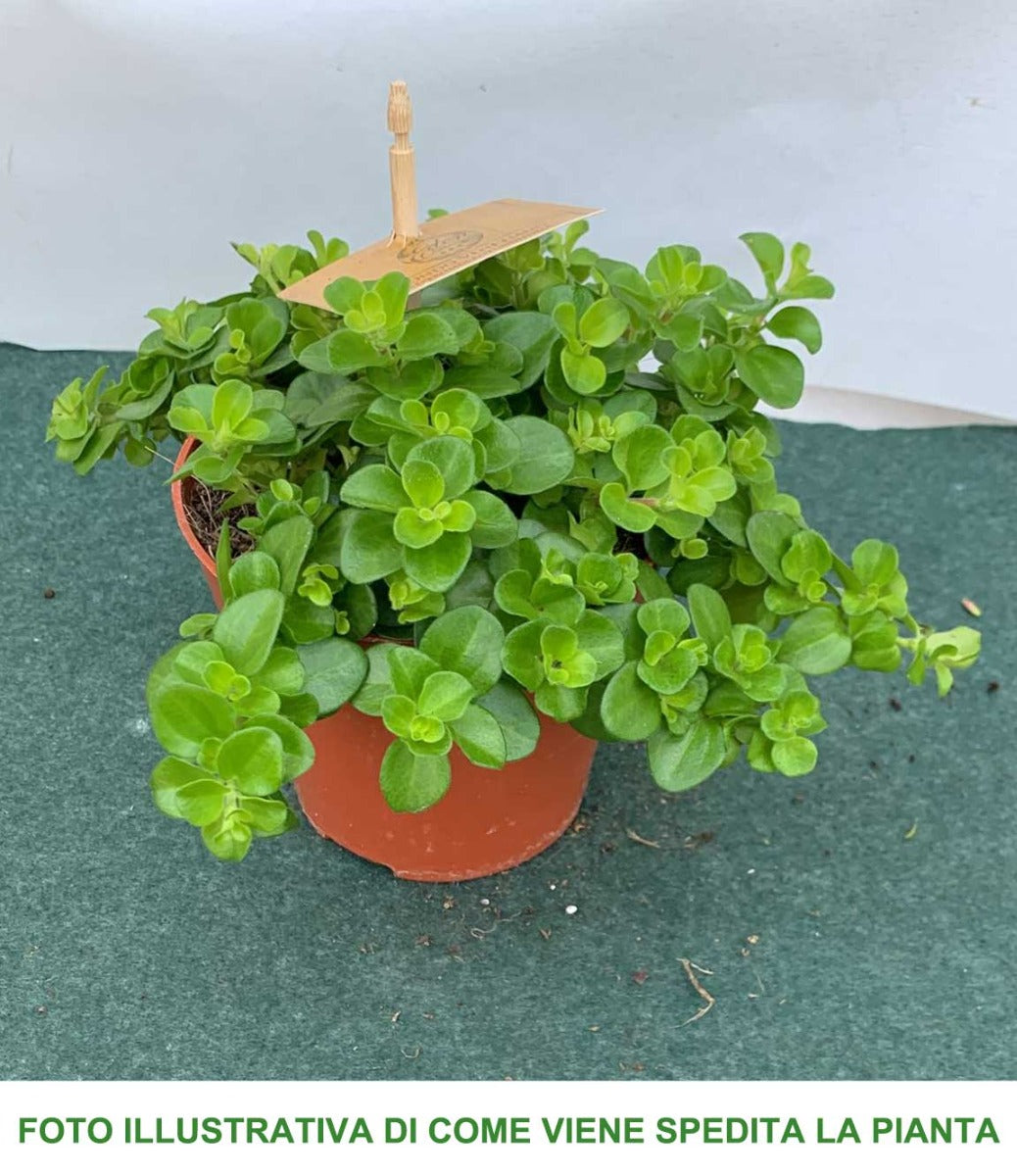 PEPEROMIA ROTUNDIFOLIA VASO 11CM