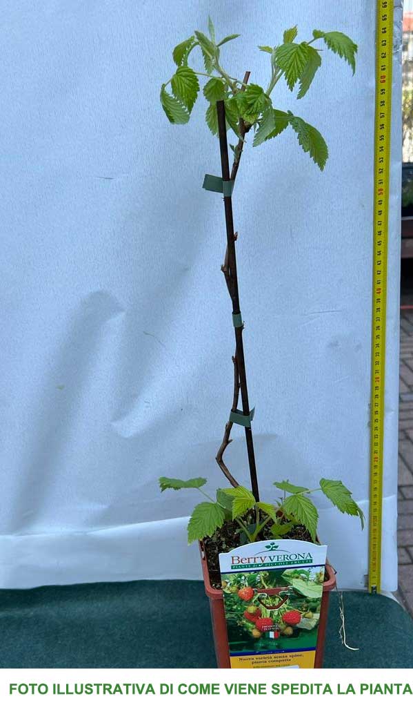 LAMPONE ROSSO PRECOCE SENZA SPINE VASO 12CM