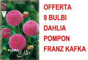 OFFERTA 9 BULBI DAHLIA POMPON FRANZ KAFKA