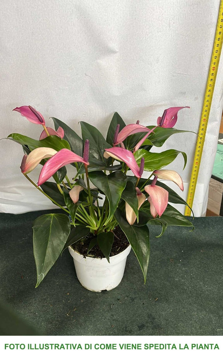 ANTHURIUM ZIZOU IN VASO 14CM