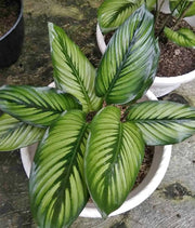 CALATHEA PRINCEPS IN VASO 17CM