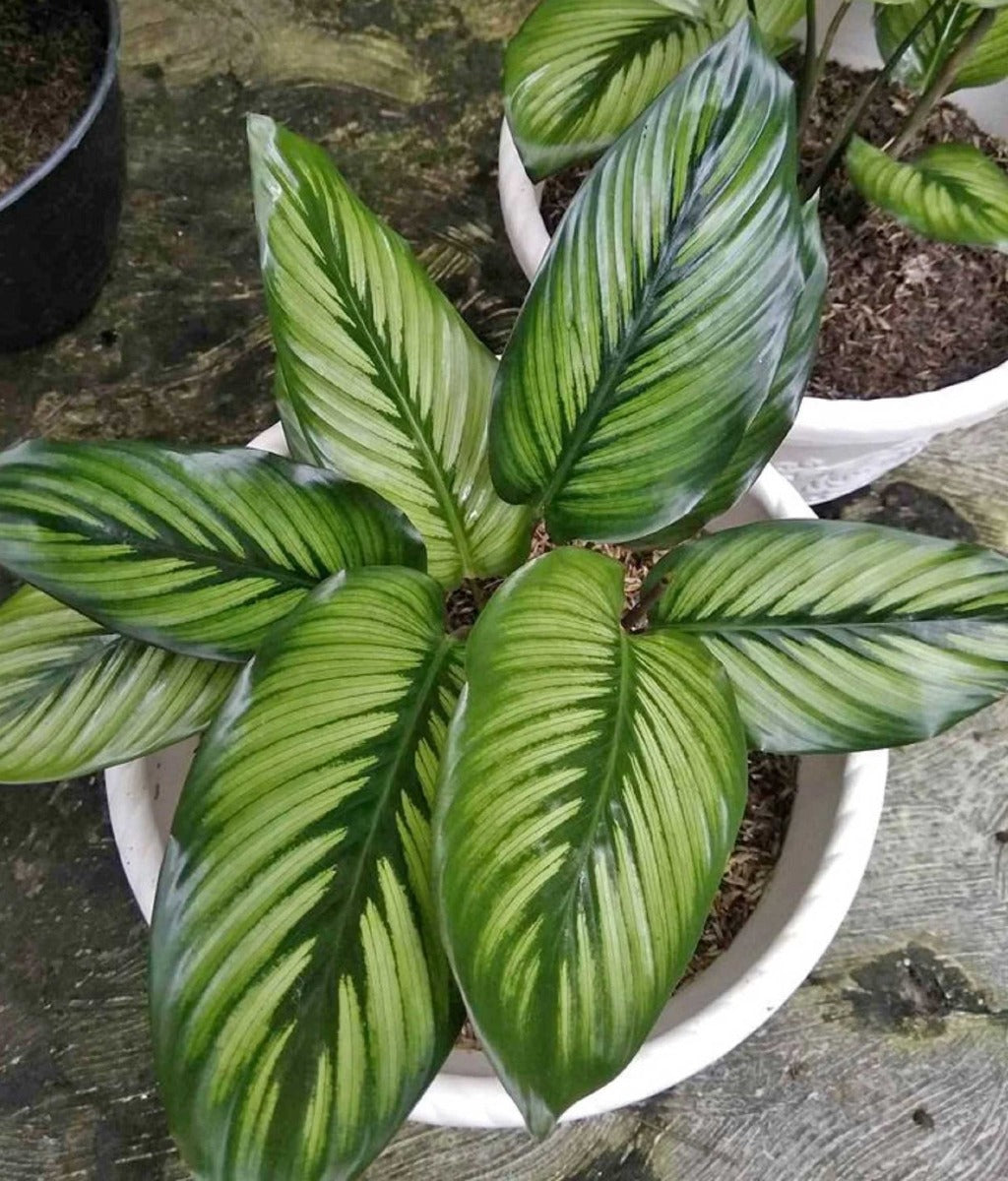CALATHEA PRINCEPS IN VASO 14CM