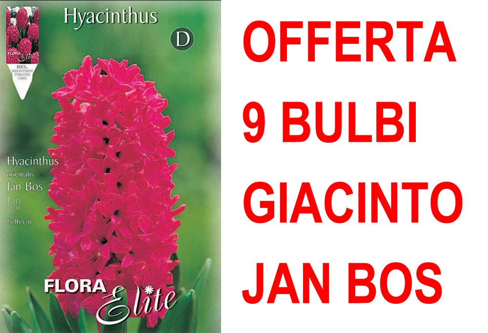 OFFERTA 9 BULBI GIACINTO JAN BOS