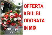 OFFERTA 9 BULBI BEGONIA ODORATA MIX DI COLORI