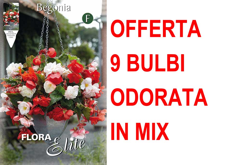OFFERTA 9 BULBI BEGONIA ODORATA MIX DI COLORI