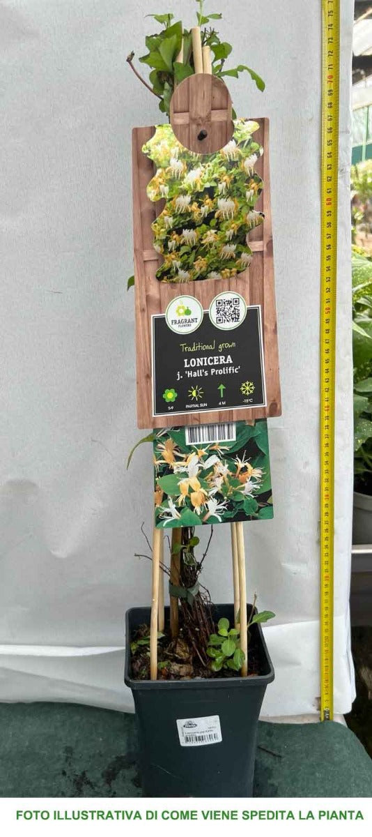 LONICERA CAPRIFOGLIO HALL'S PROLIFIC VASO 17CM