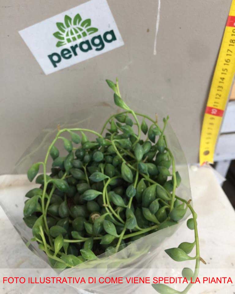 SENECIO  HERREIANUS O PIANTA DEL ROSARIO VASO 12CM