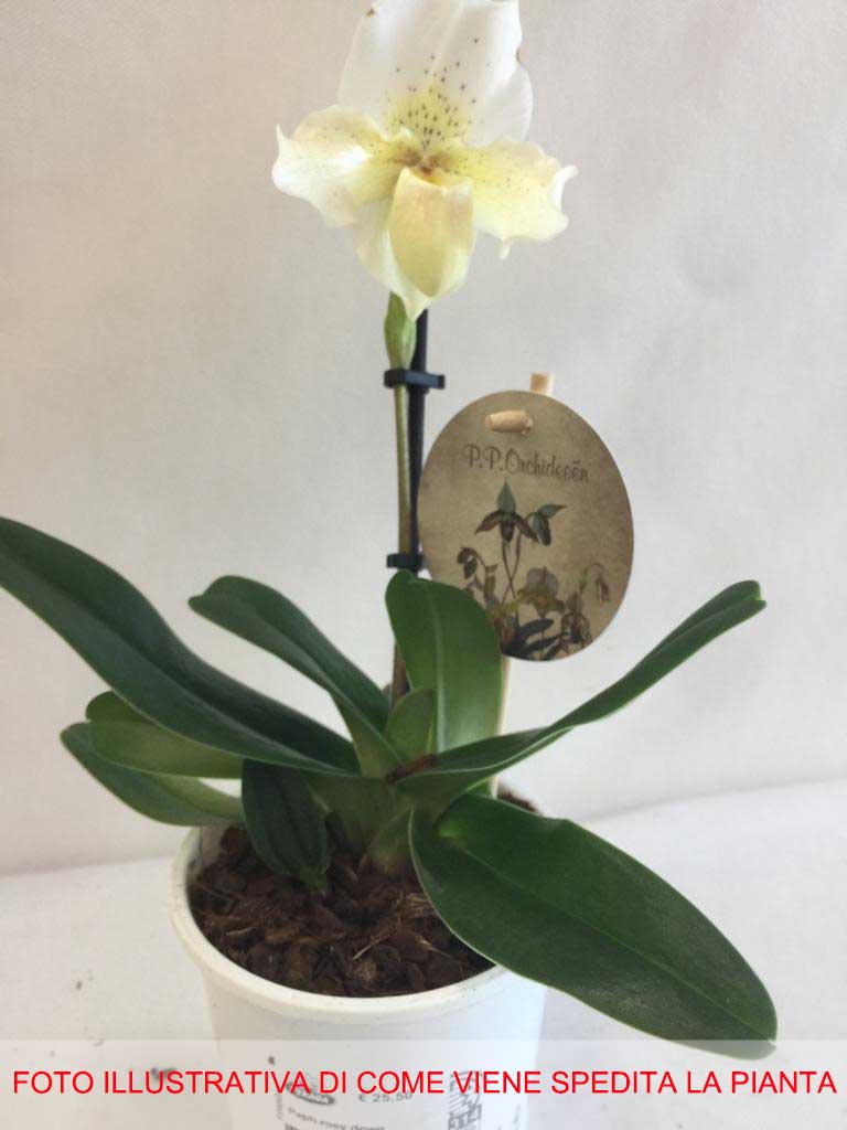 ORCHIDEA PAPHIOPEDILUM ROSY DOWN VASO 12CM