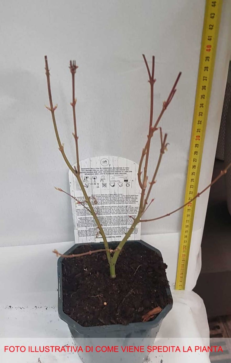ACERO PALMATUM SEIRYU IN VASO 15CM