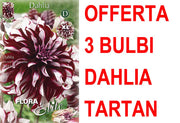 OFFERTA 3 BULBI DAHLIA DINNERPLATE TARTAN XL