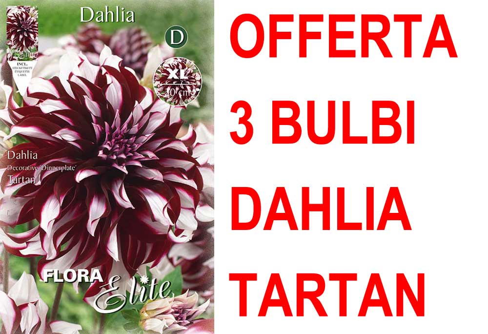OFFERTA 3 BULBI DAHLIA DINNERPLATE TARTAN XL