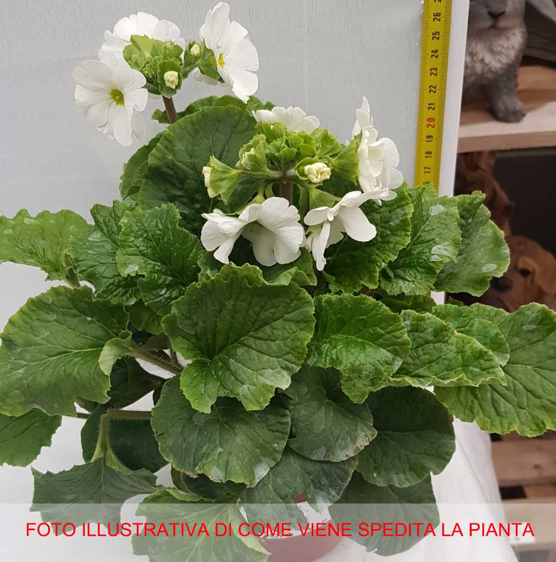 PRIMULA OBCONICA VASO 12CM COLORE ASSORTITO
