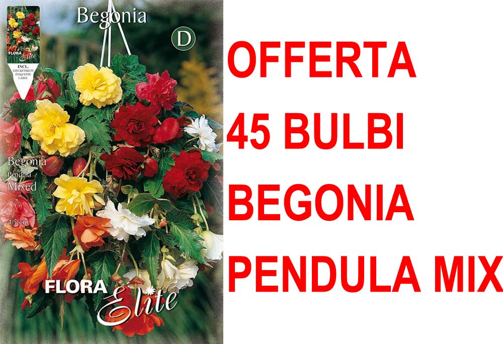 OFFERTA 45 BULBI BEGONIA PENDULA IN MIX DI COLORI