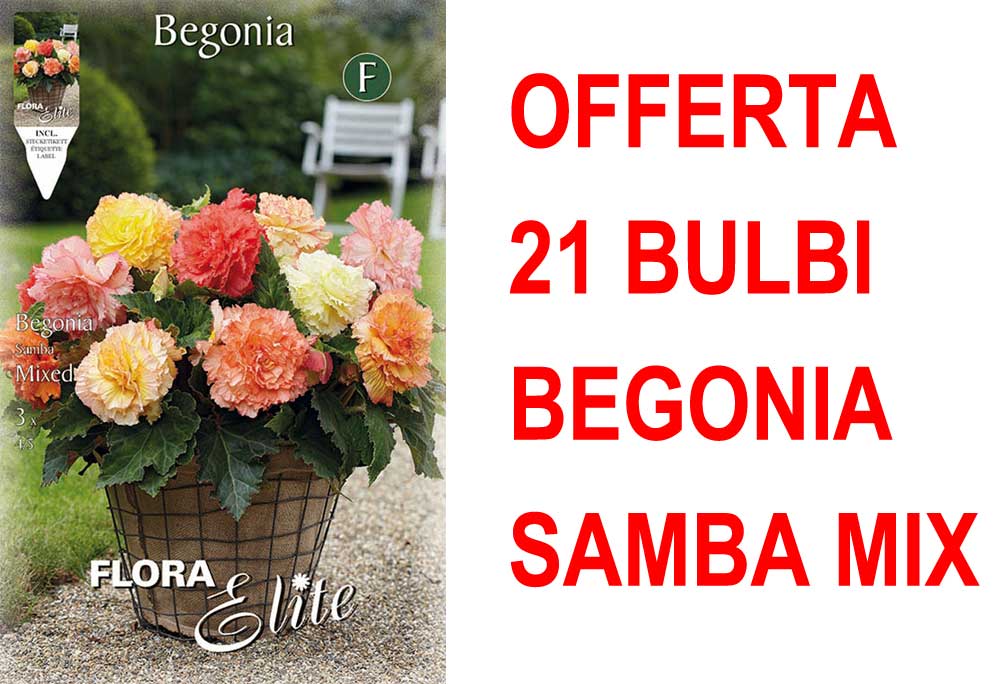 OFFERTA 21 BULBI BEGONIA SAMBA MIX