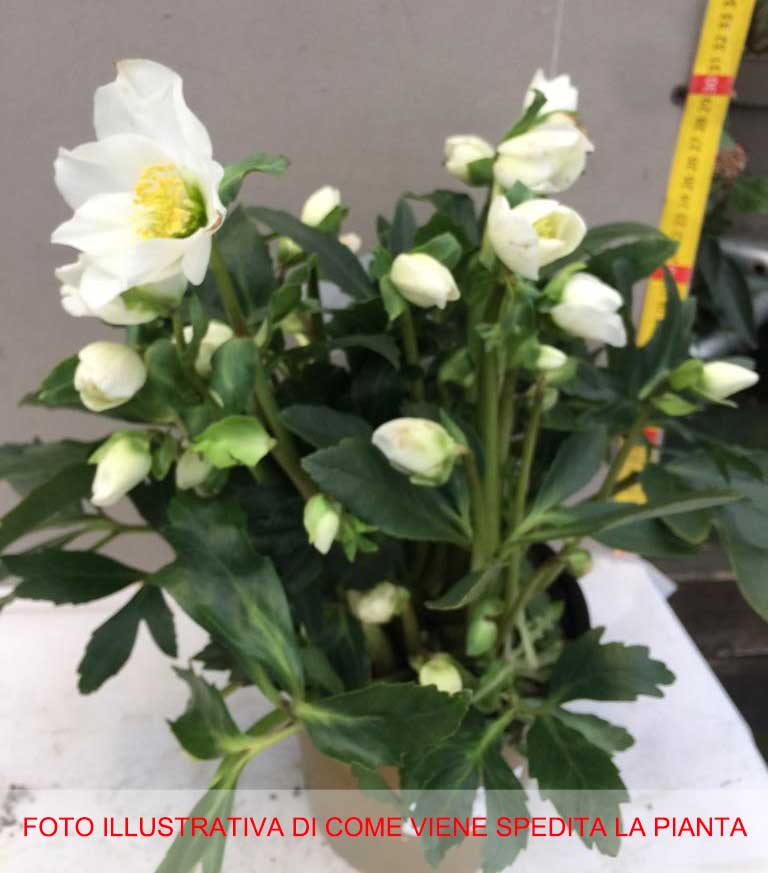 HELLEBORUS NIGER ROSA DI NATALE VASO 14CM