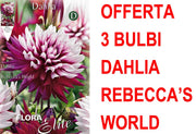 OFFERTA 3 BULBI DAHLIA DECORATIVE REBECCA'S WORLD