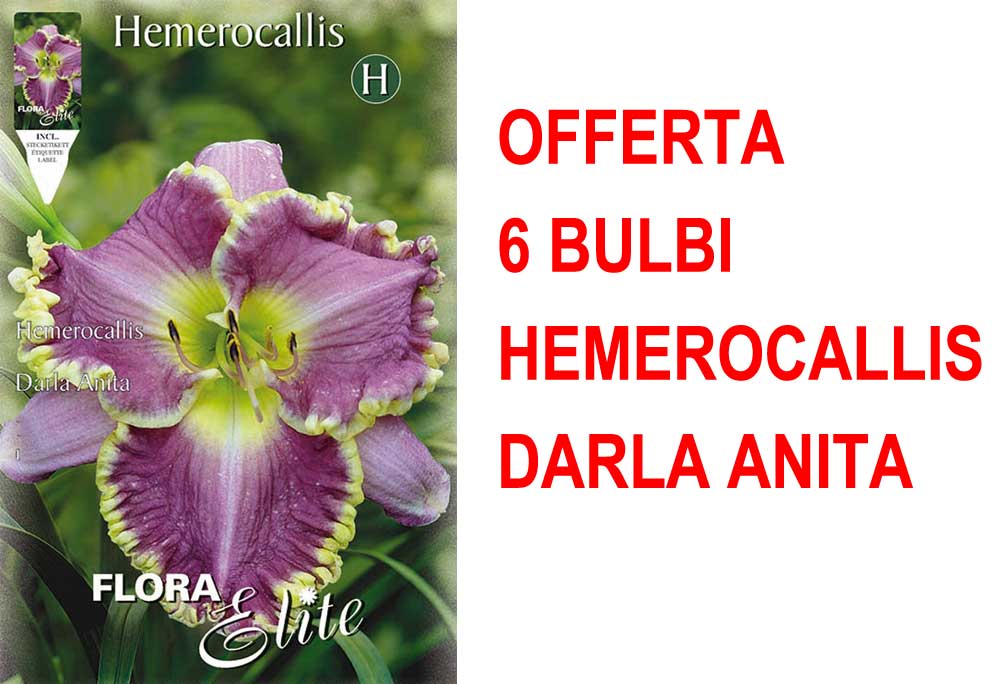 OFFERTA 6 BULBI HEMEROCALLIS DARLA ANITA