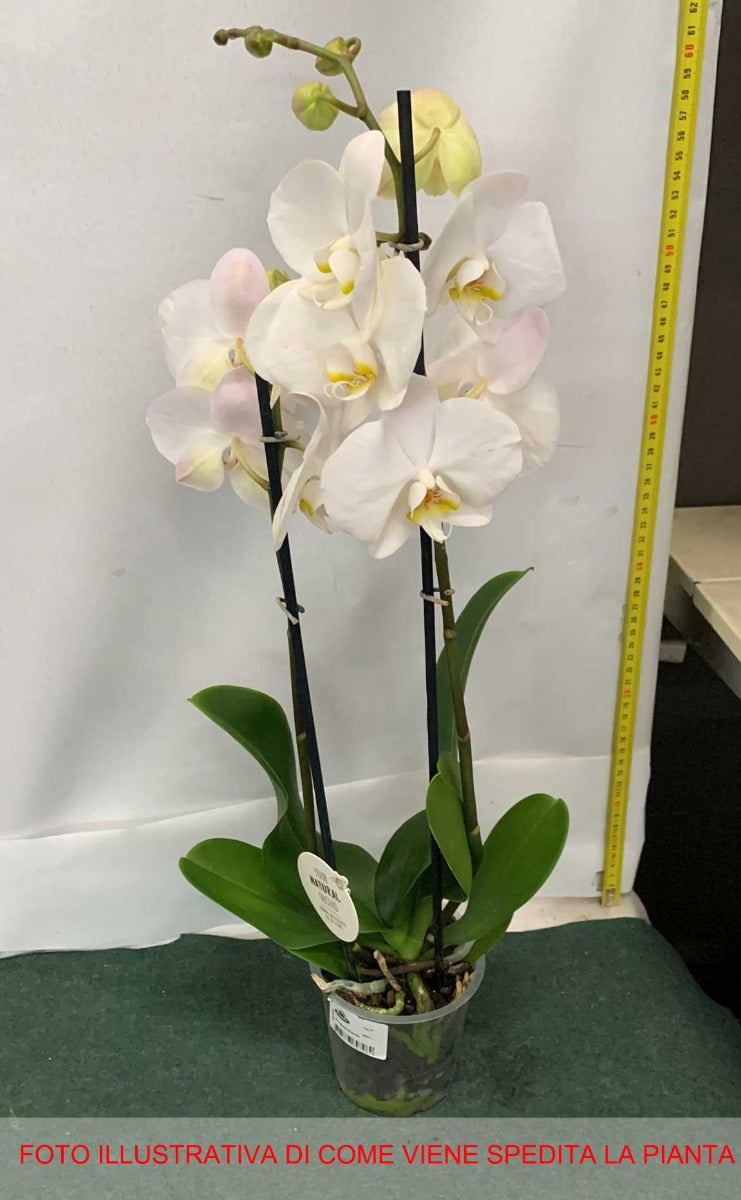 ORCHIDEA PHALAENOPSIS BIANCA VASO 12CM 2 RAMI