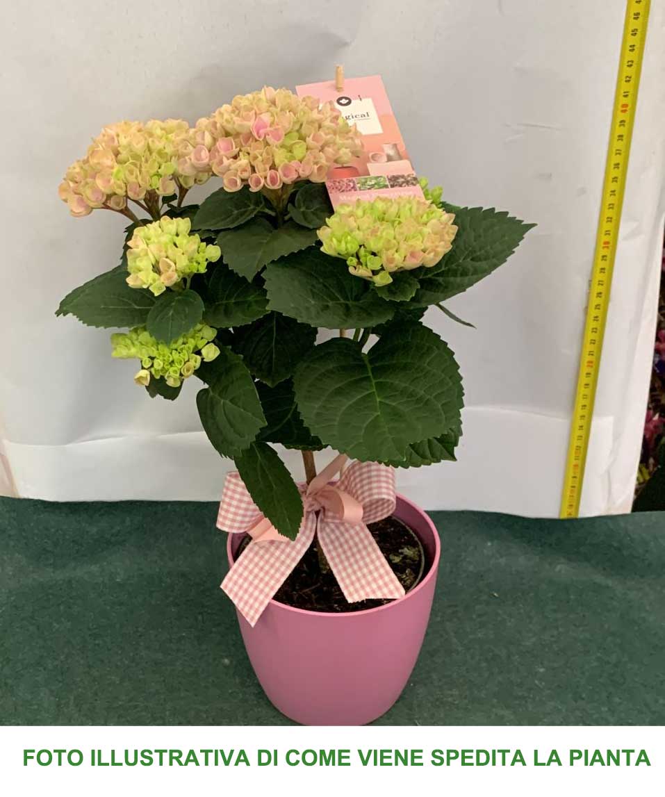 ORTENSIA HYDRANGEA MAGICAL REVOLUTION CON COPRIVASO 16CM ROSA