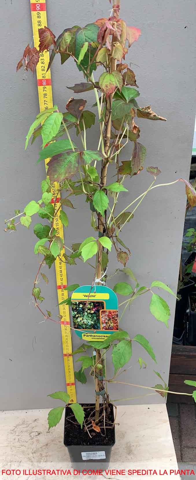 PARTHENOCISSUS TRICUSPIDATA VEITCH VASO 11CM