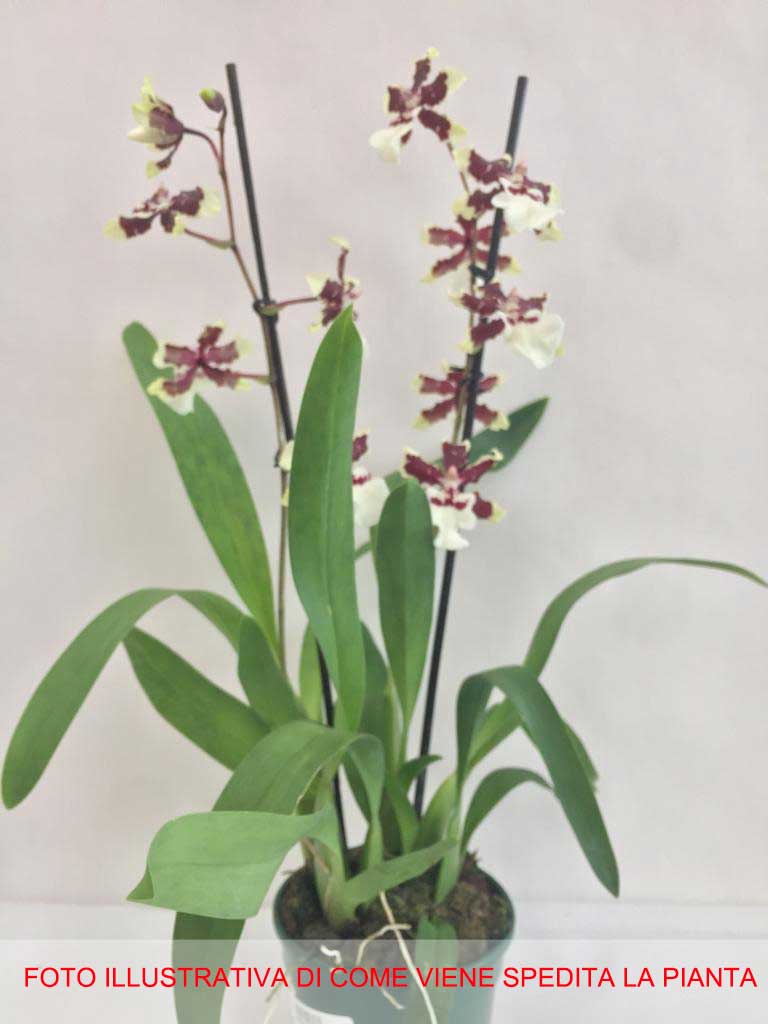 ORCHIDEA BEALLARA TAHOMA GLACIER VASO 12CM RARISSIMA