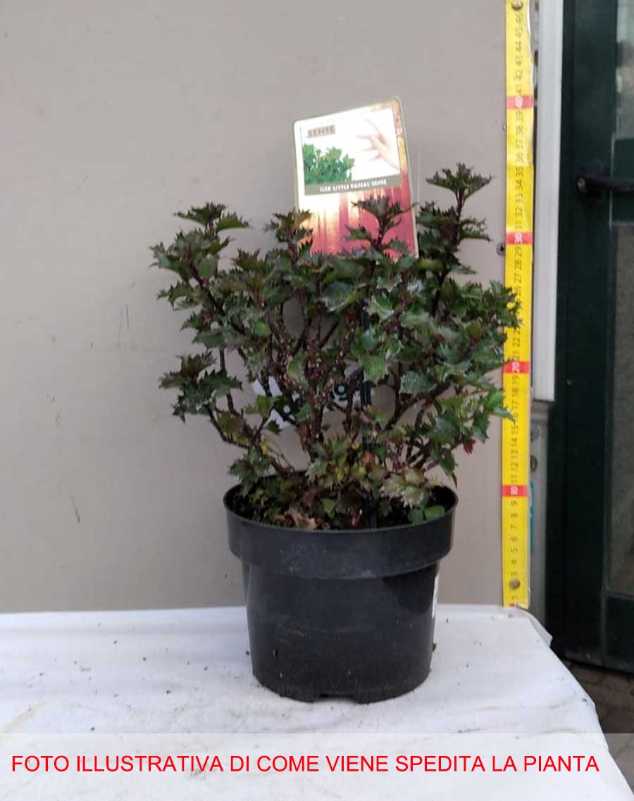ILEX AGRIFOGLIO LITTLE RASCAL VASO 17CM