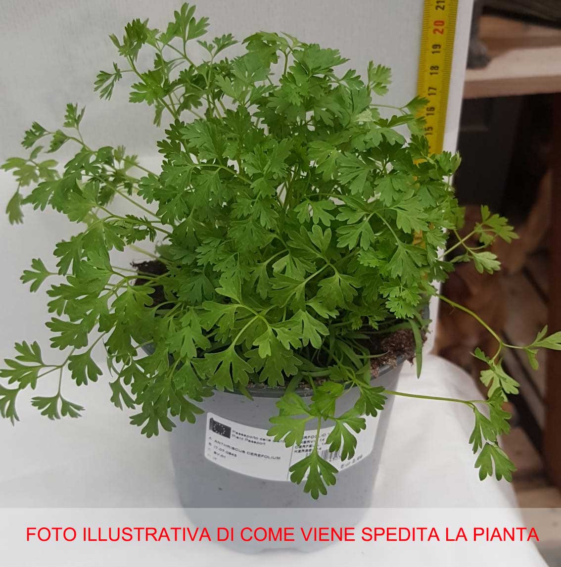 CERFOGLIO VASO 14CM