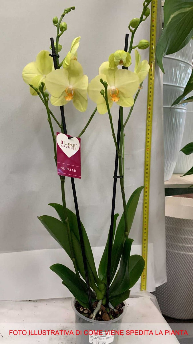 ORCHIDEA PHALAENOPSIS ALASSIO GIALLA VASO 12CM