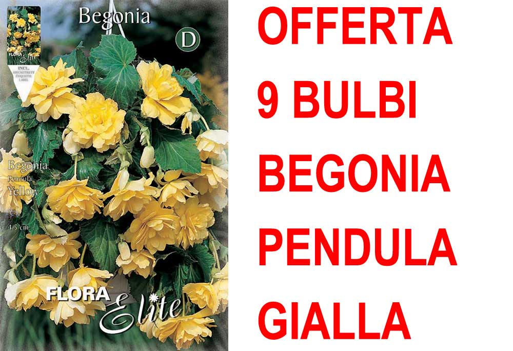 OFFERTA 9 BULBI BEGONIA PENDULA GIALLA